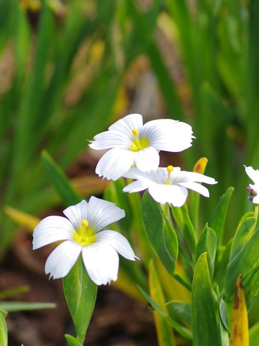 Sisyrinchium 'Iceberg' / P9