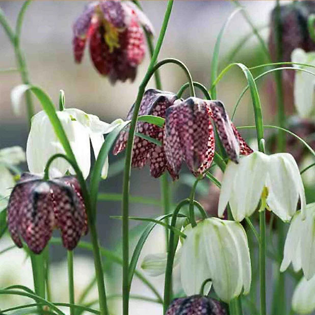 Fritillaria' Meleagris Mixed' (10 Pack)