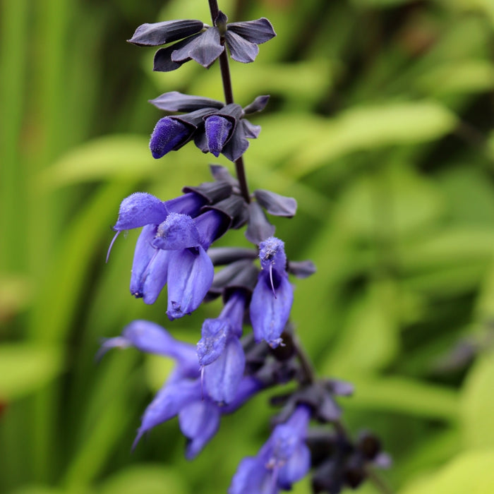 Salvia Guaranitica 'Carines Amazing Blue'