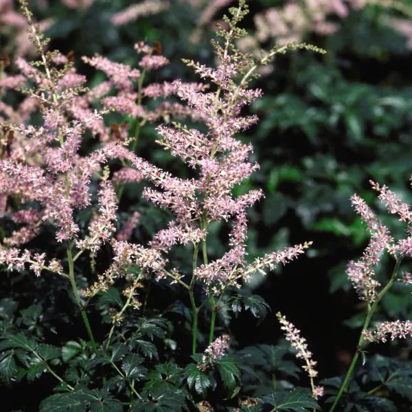 Astilbe Sprite 3L