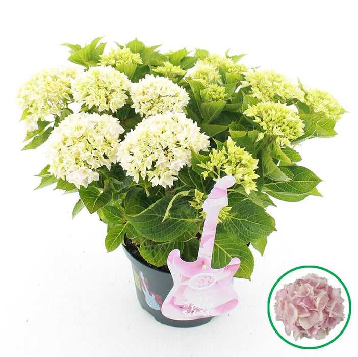 Hydrangea Macrophylla Music Collection