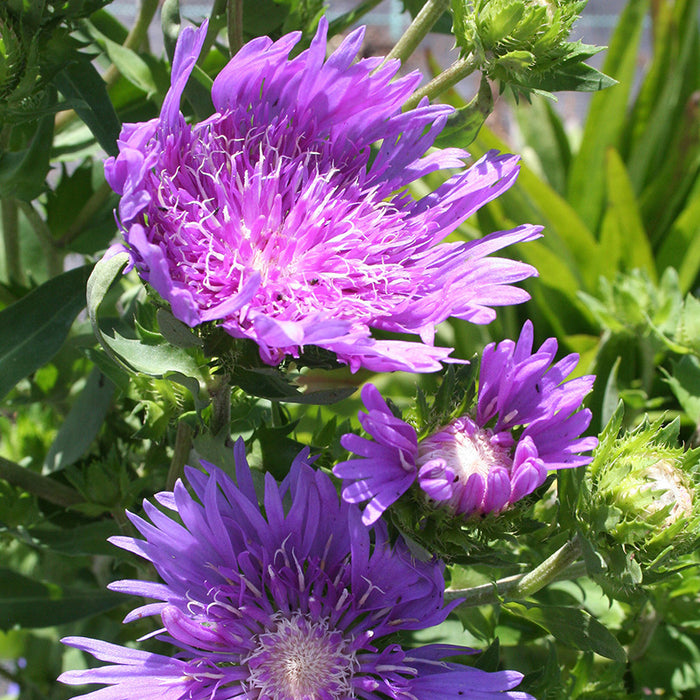 Stokesia 'Mel's Blue'   2L