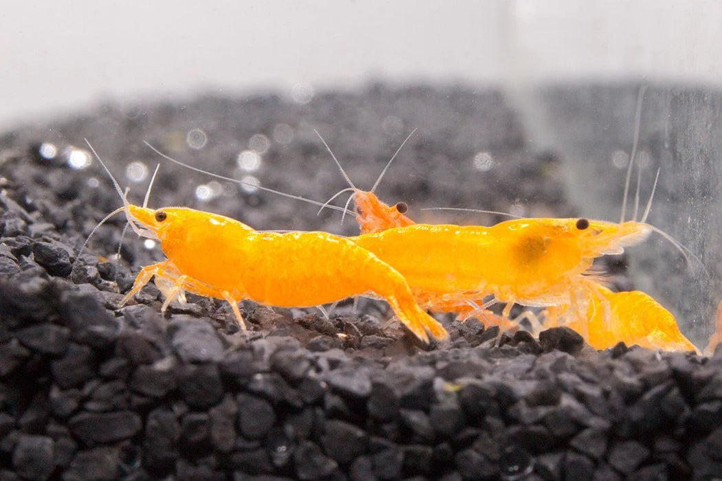 Sunkist Orange Shrimp | Caridina thambipillai (M)