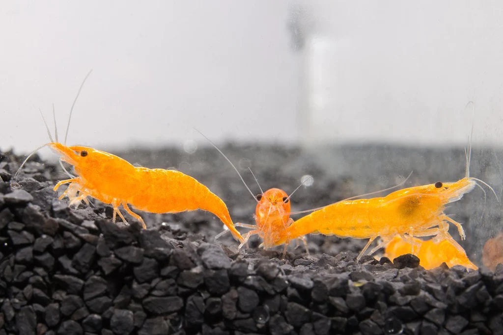 Sunkist Orange Shrimp | Caridina thambipillai (M)