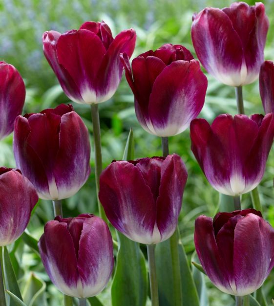 Tulip 'Kansas Proud' (7 Pack)