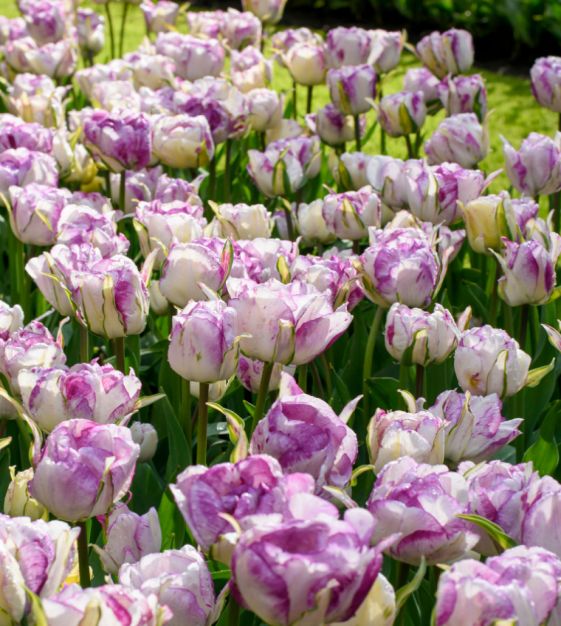 Tulip 'Shirley Double' (6 Pack)