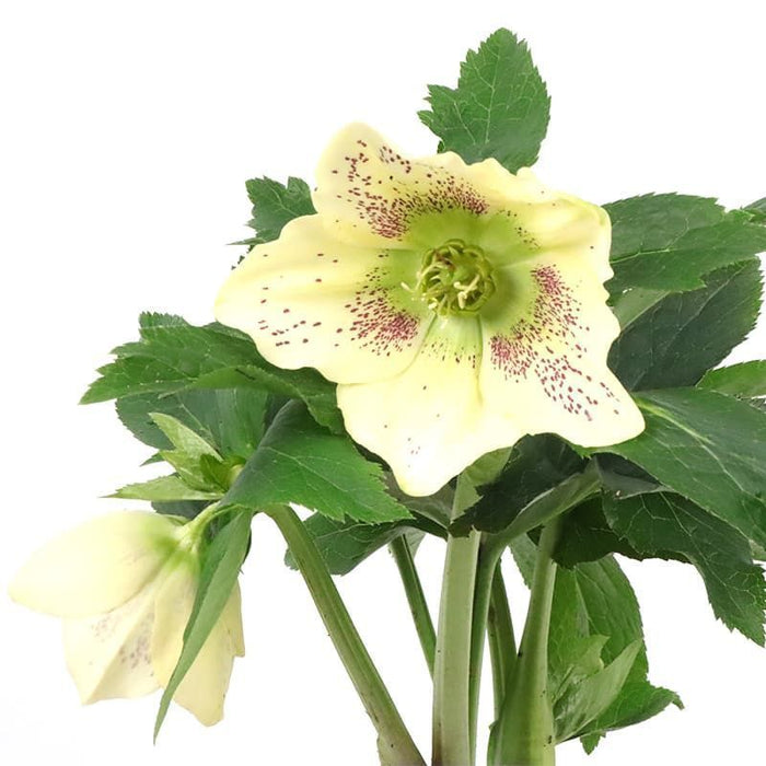 Helleborus ViV 'Maeva' | Lenten Rose (2 Litre)