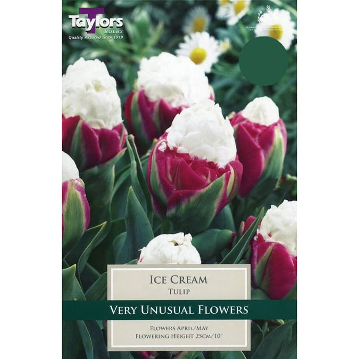 Tulip 'Ice Cream' (7 Pack)