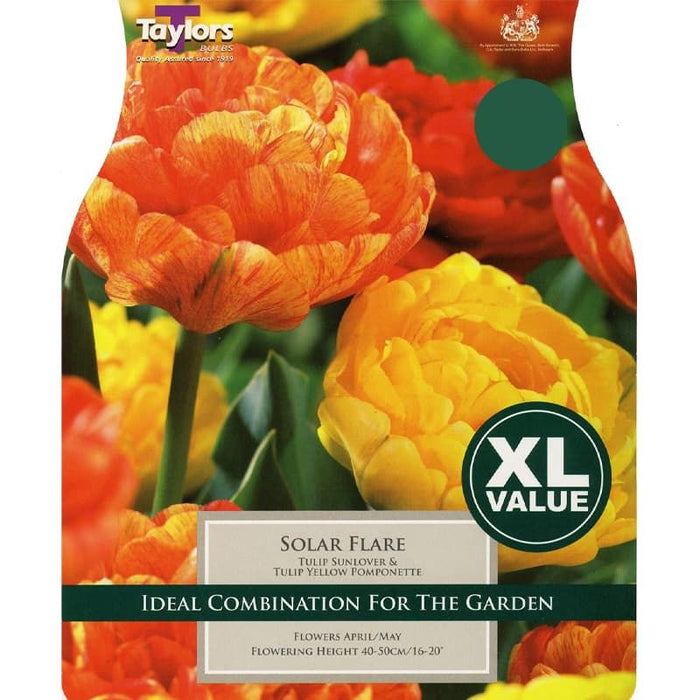 Tulip 'Solar Flare' (20 Pack)