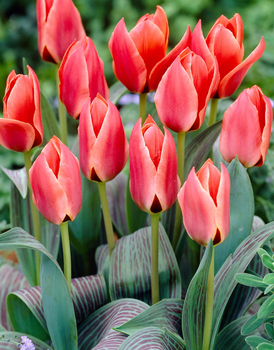 Tulip Dwarf 'Toronto' (35 Pack)