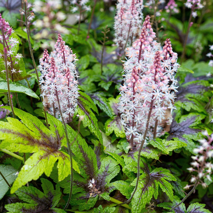 Tiarella 'Sugar and Spice' | Foam Flower