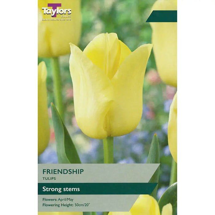 Tulip ' Friendship' Bulbs (7 pack)