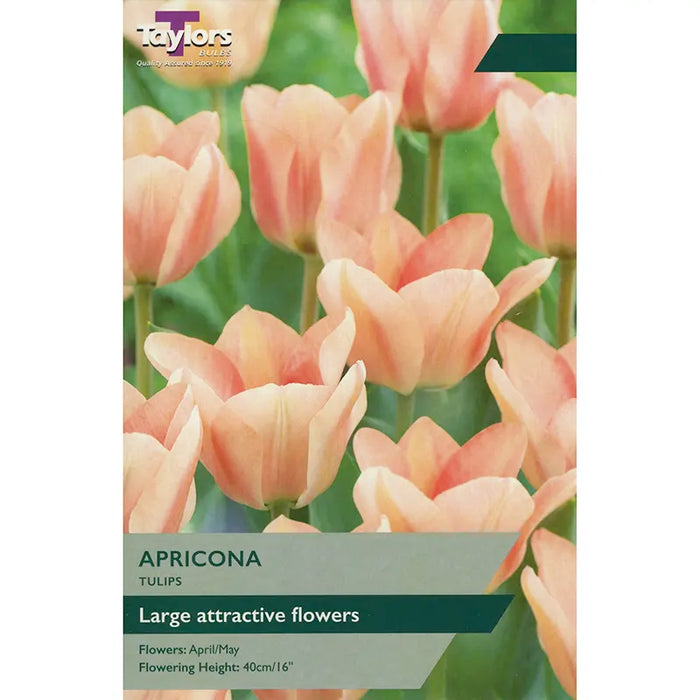 Tulip 'Apricona' Bulbs (6 pack)