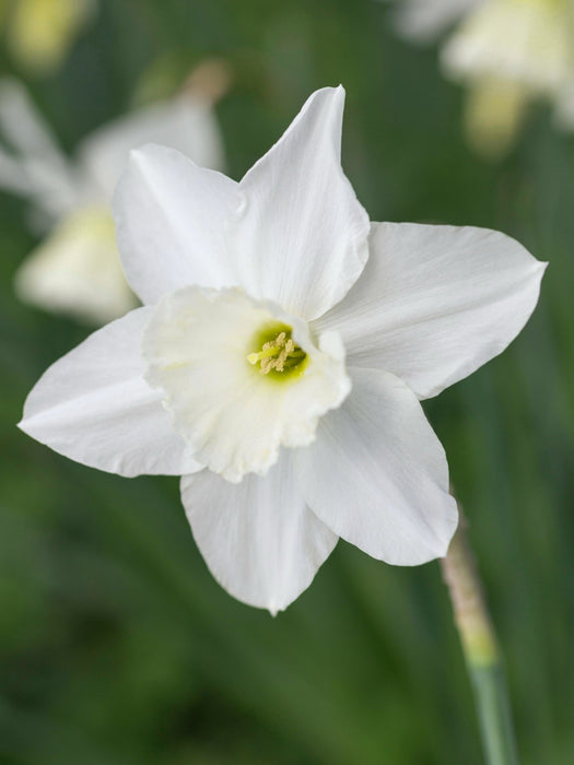 Daffodil Narcissus 'Tresamble' (6 Pack)