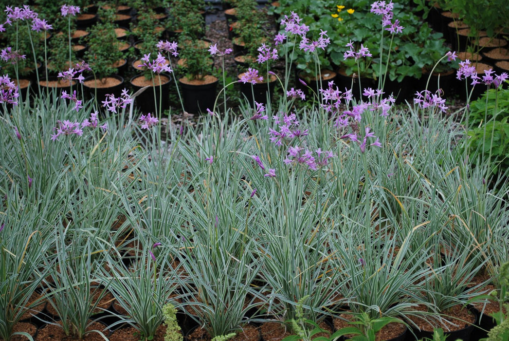 Tulbaghia violacea 'Silver Lace' (Society Garlic) 2 Litre