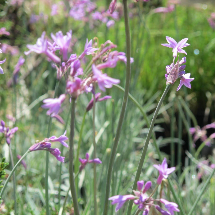 Tulbaghia violacea 'Silver Lace' (Society Garlic) 2 Litre