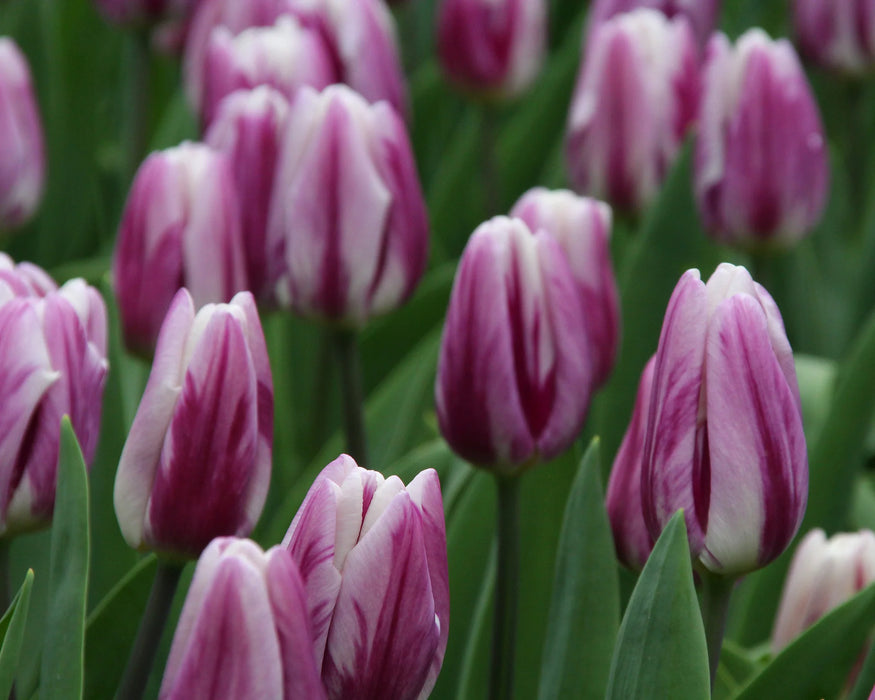 Tulip 'Purple Flag' (10 bulbs)