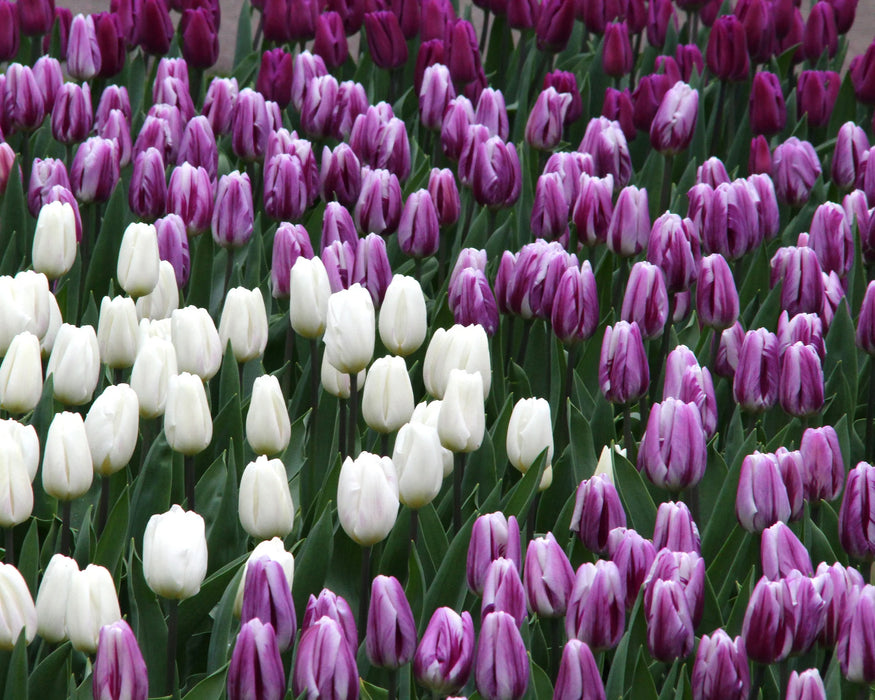 Tulip 'Purple Flag' (10 bulbs)