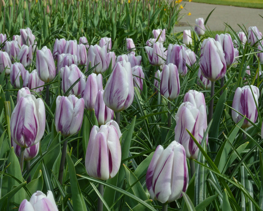 Tulip 'Purple Flag' (10 bulbs)