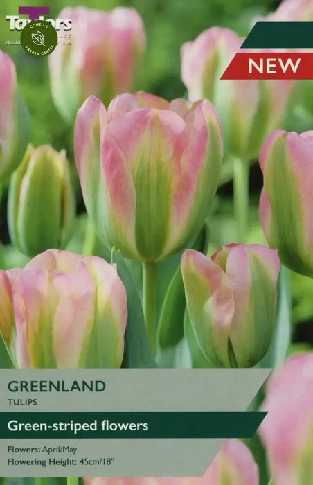 Tulip Greenland (7 pack)