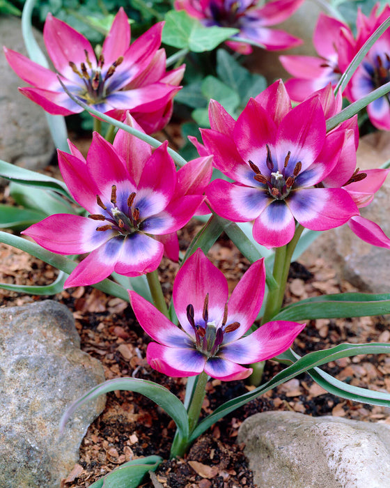 Tulip 'Little Beauty' (10 Pack)