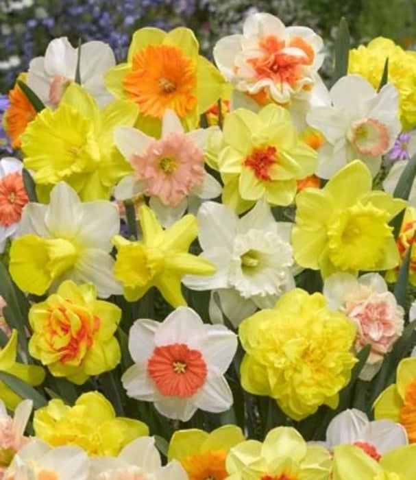 Daffodil Narcissus Mixed (5kg)