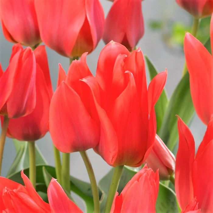 Tulip Dwarf 'Toronto' (35 Pack)