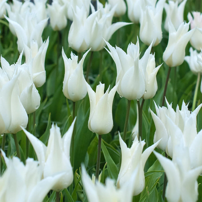 Tulip 'White Triumphator' (6 Pack)