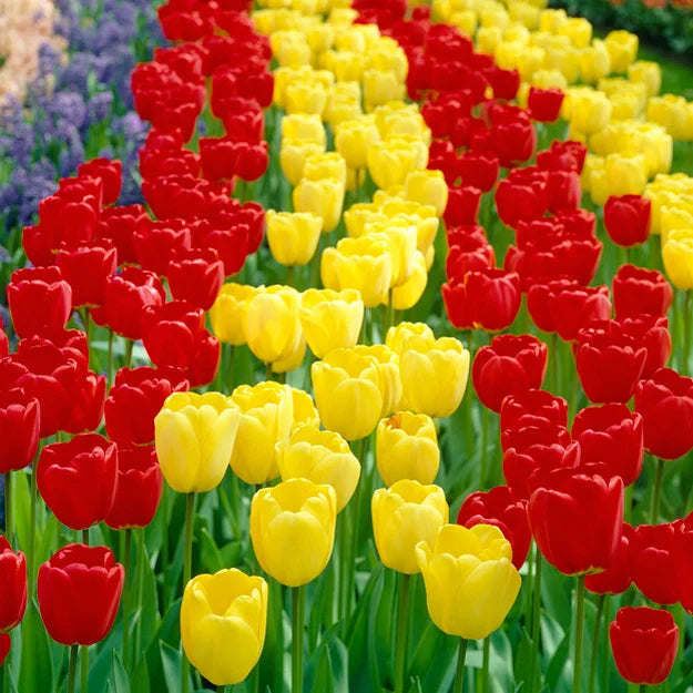 Tulip 'Golden Apeldoorn' (8 Pack)