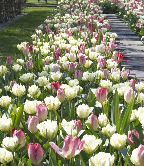 Tulip 'Purissima' (18 pack)