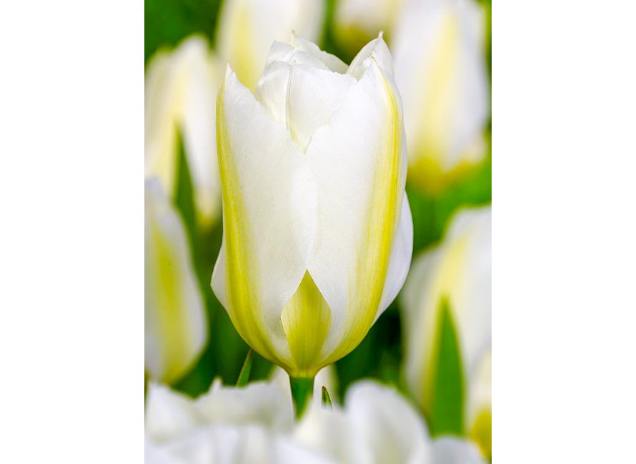 Tulip 'Purissima' (18 pack)