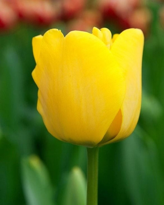 Tulip 'Golden Apeldoorn' (8 Pack)