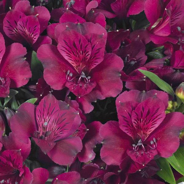 Alstroemeria Inticancha 'Dark Purple' (3  Litre)