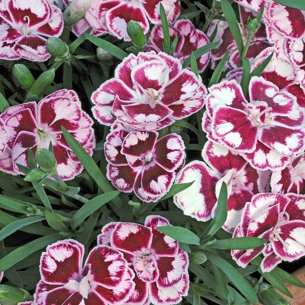 Dianthus Charmy