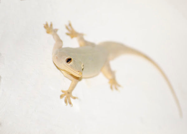 Pacific House Gecko