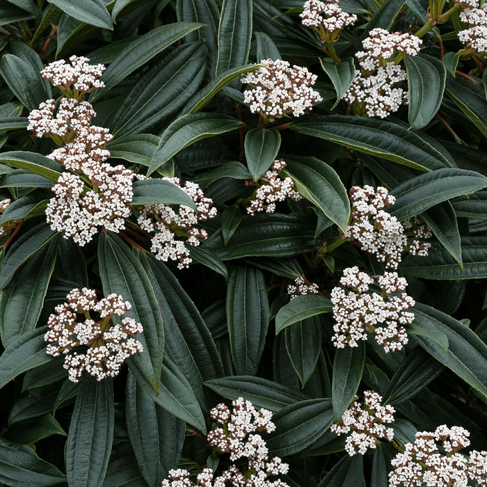 Viburnum davidii 3Litre