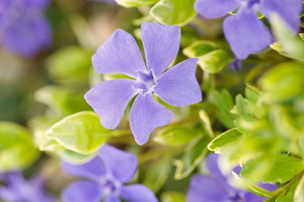 Vinca minor | Lesser Periwinkle (2 Litre)