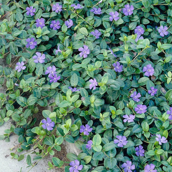 Vinca minor | Lesser Periwinkle (2 Litre)