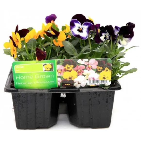 Viola 6 Pack Mixed Colours