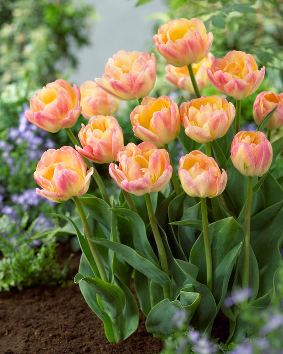 Tulip 'Peaches & Cream' Bulbs (8 pack)