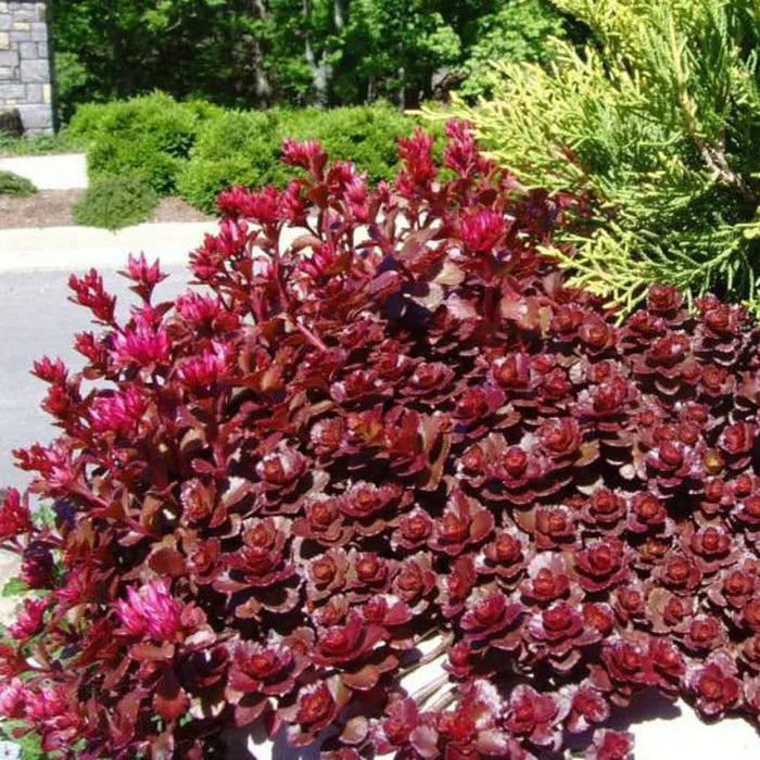 Sedum Mahogany Red 9cm