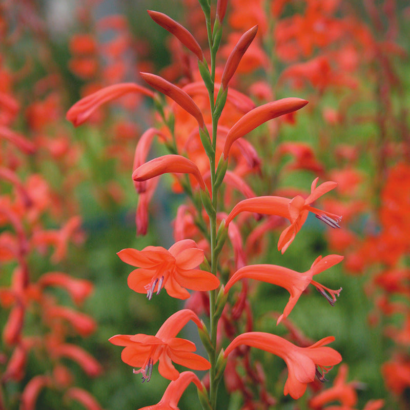 Watsonia Worms