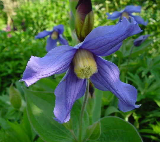 Clematis 'Budapest' 2 Litre single cane