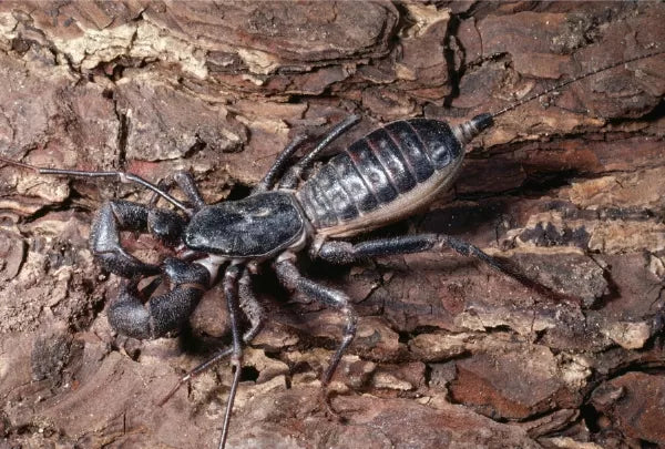 Devil Vinegaroon Whip Scorpion