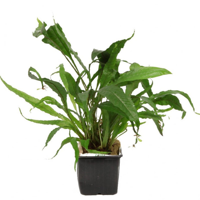 Microsorum pteropus (Java Fern, Potted)