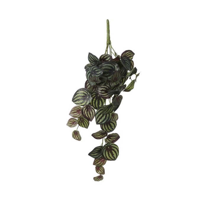 Peperomia Hanging Plant 58cm