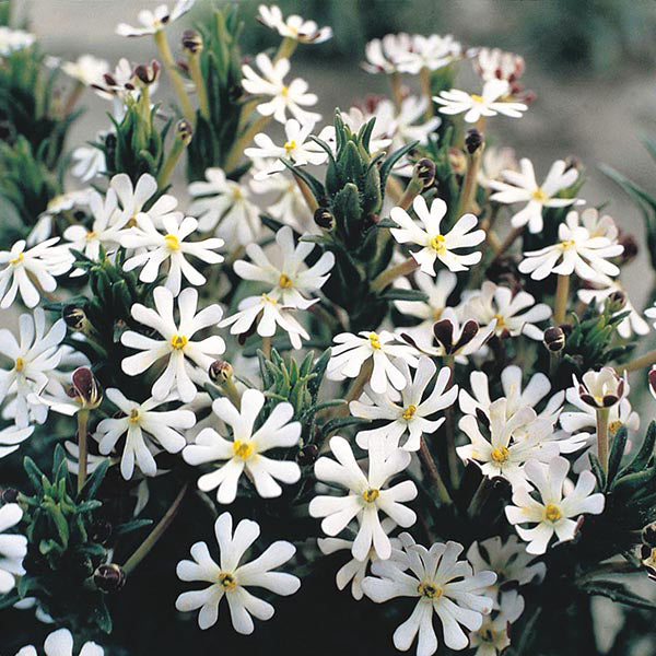 Night Phlox Midnight Candy