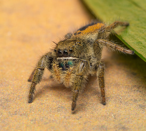 CB Sub Adult Regal Jumping Spider