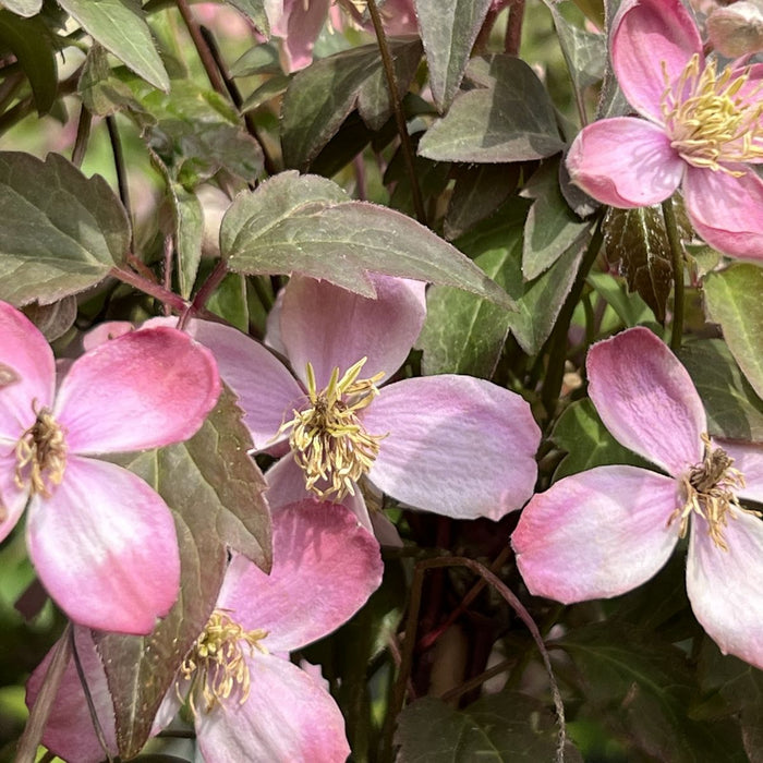 Clematis 'Rembrandt'