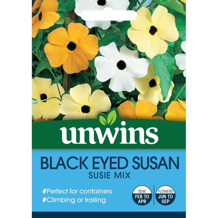 Black Eyed Susan Susie Mixed